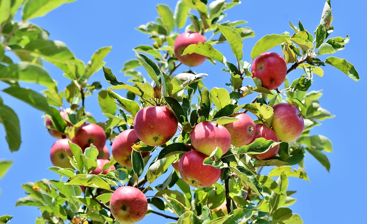 apple-orchards