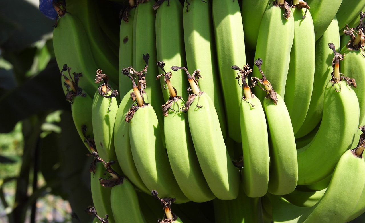 banana-tropicals