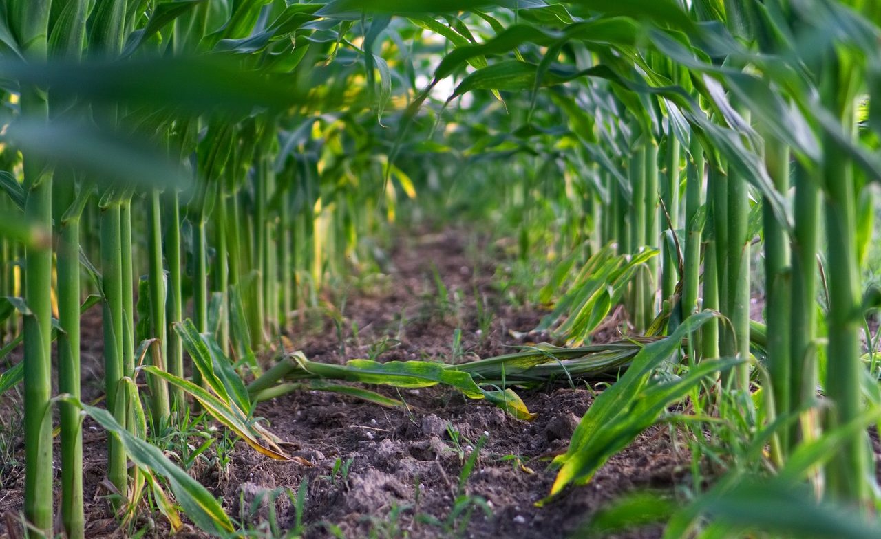 corn-fieldcrop
