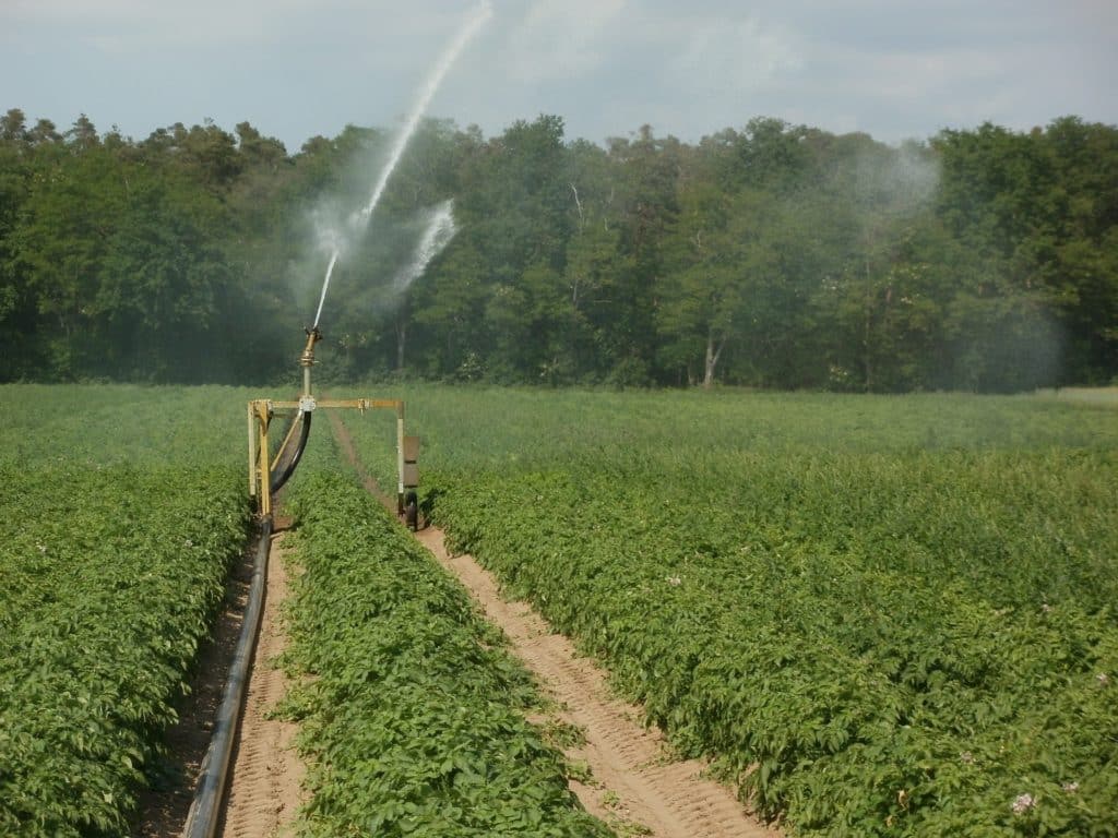 potato-field-northern-france