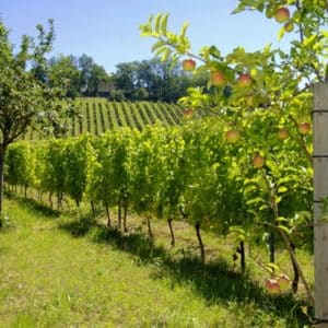 vineyard-apple