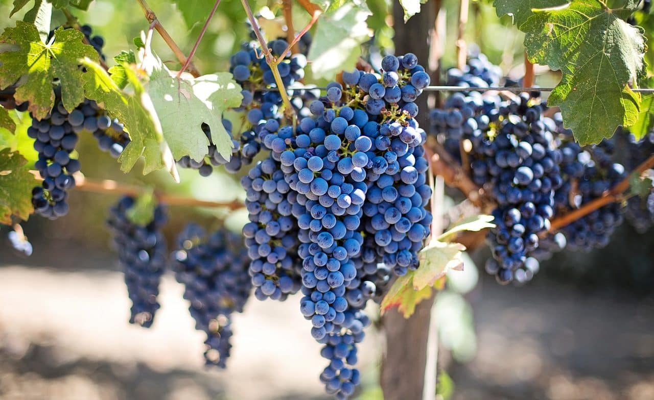vineyard-purple-grapes
